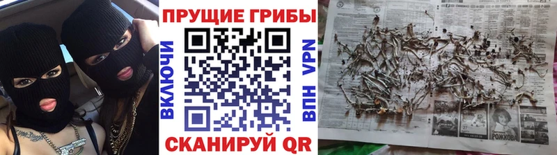 что такое   Берёзовка  Псилоцибиновые грибы Magic Shrooms 